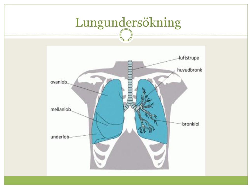 Lungundersökning