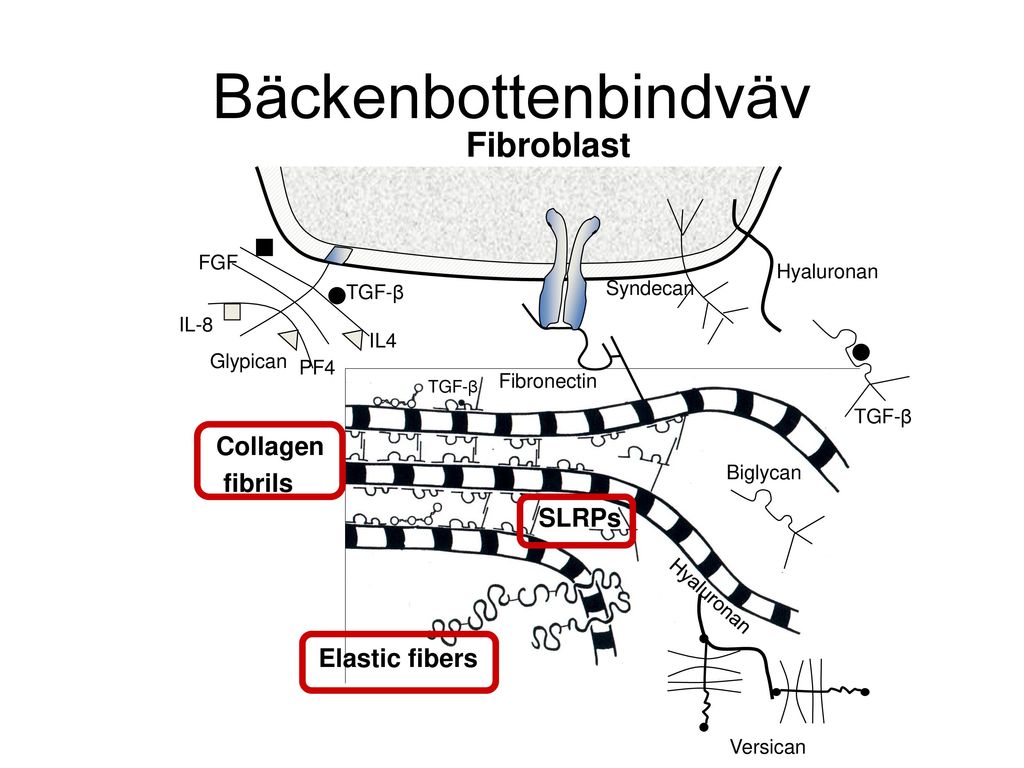 Bäckenbottenbindväv Extracellular matrix Fibroblast Collagen fibrils