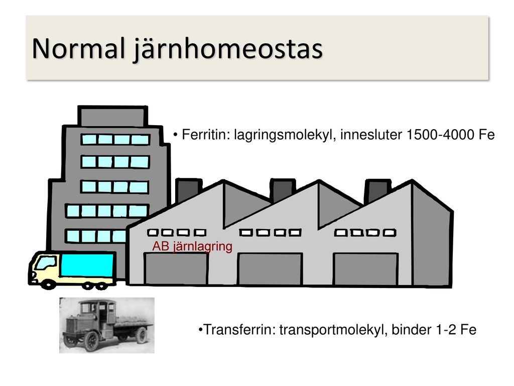 Normal järnhomeostas Ferritin: lagringsmolekyl, innesluter Fe.