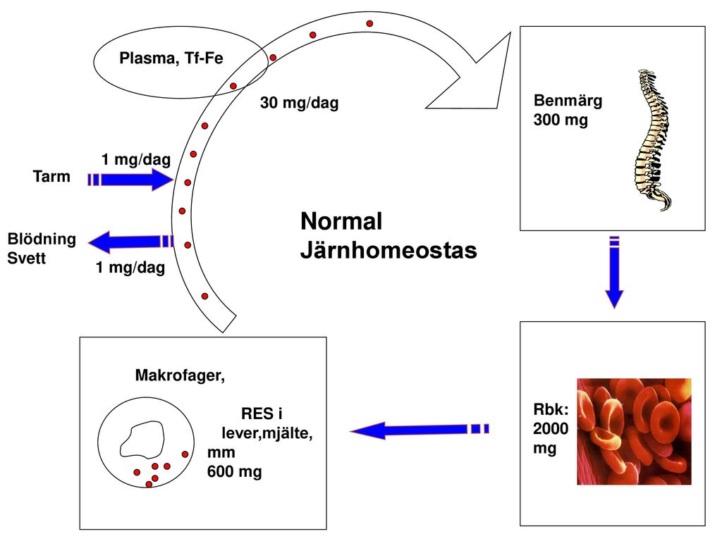 Normal Järnhomeostas Plasma, Tf-Fe Benmärg 30 mg/dag 300 mg 1 mg/dag