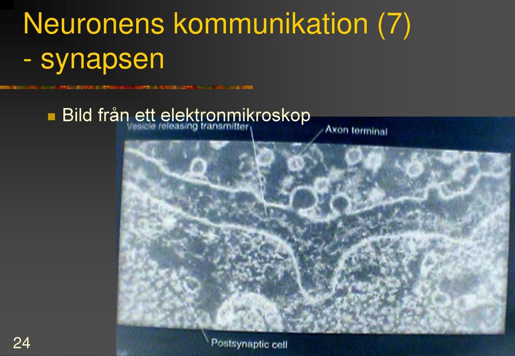 Neurovetenskap Studier Av Nervsystemet - Ppt Ladda Ner