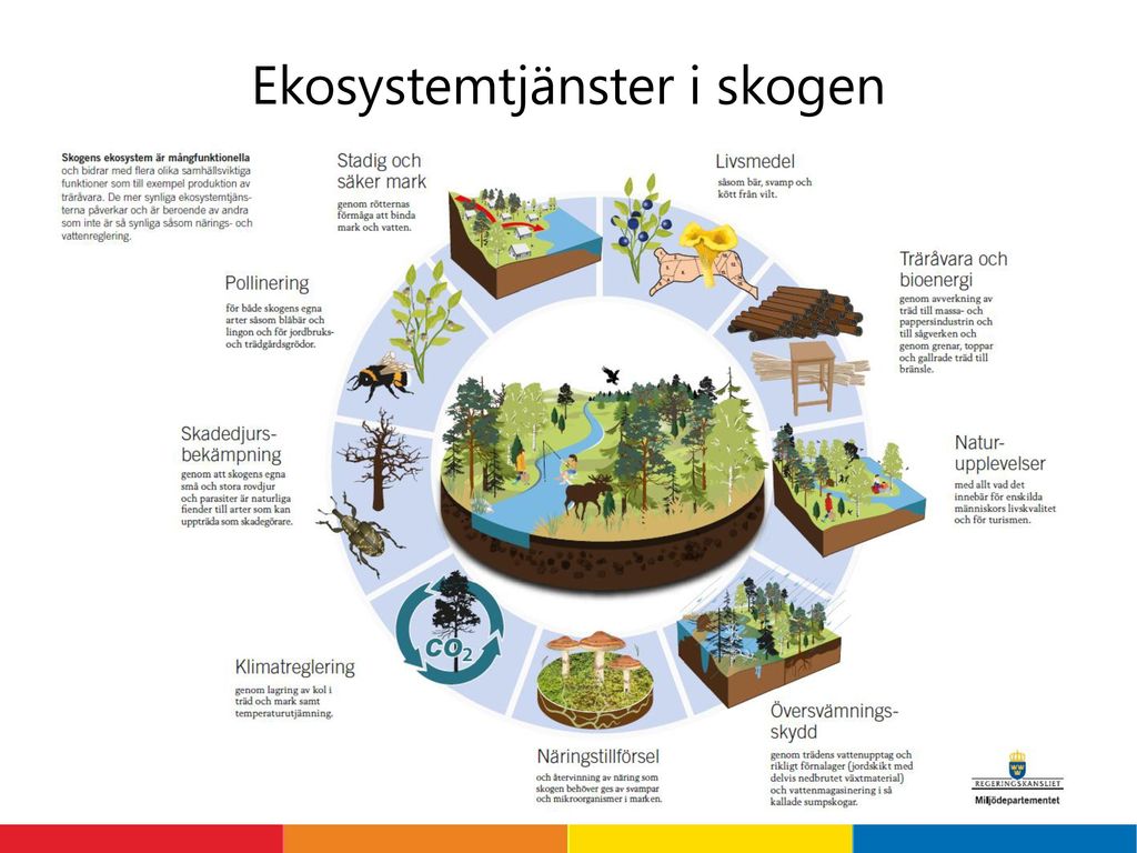 Ekosystemtjänster i skogen