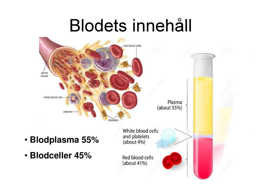 Blodets innehåll Blodplasma 55% Blodceller 45%