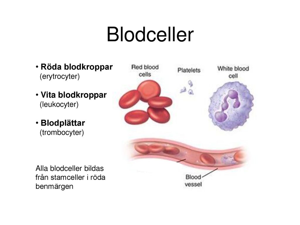 Blodceller Röda blodkroppar Vita blodkroppar Blodplättar (erytrocyter)