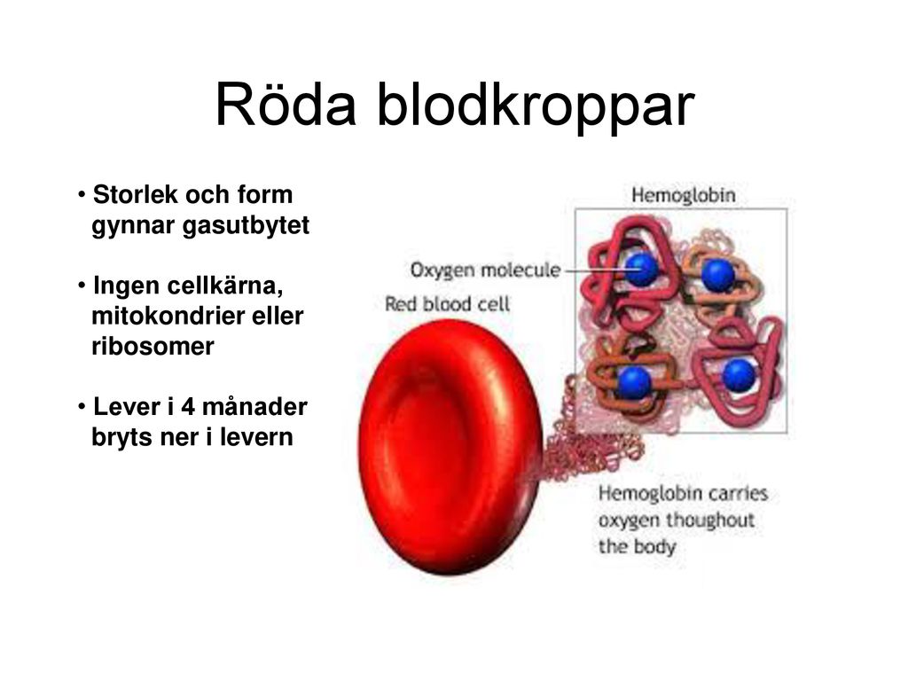 Röda blodkroppar Storlek och form gynnar gasutbytet Ingen cellkärna,