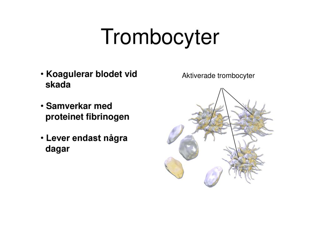 Trombocyter Koagulerar blodet vid skada Samverkar med