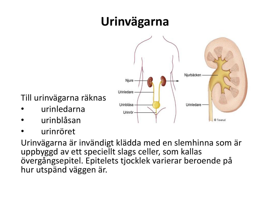 Urinvägarna Till urinvägarna räknas urinledarna urinblåsan urinröret