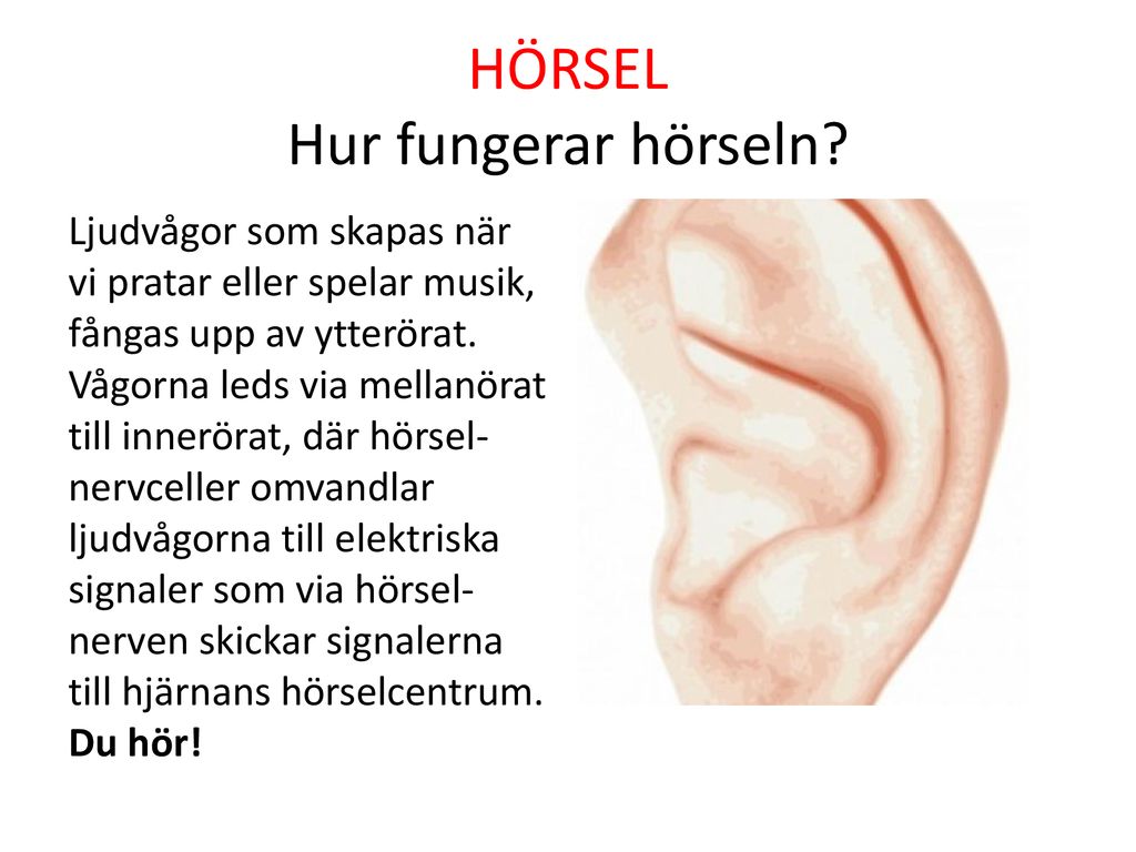 HÖRSEL Hur fungerar hörseln