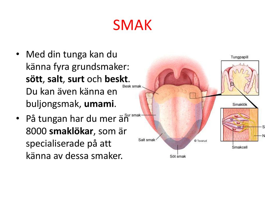 SMAK Med din tunga kan du känna fyra grundsmaker: sött, salt, surt och beskt. Du kan även känna en buljongsmak, umami.