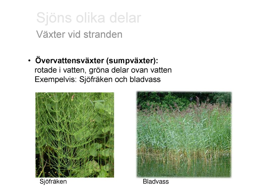 Sjöns olika delar Växter vid stranden Övervattensväxter (sumpväxter):
