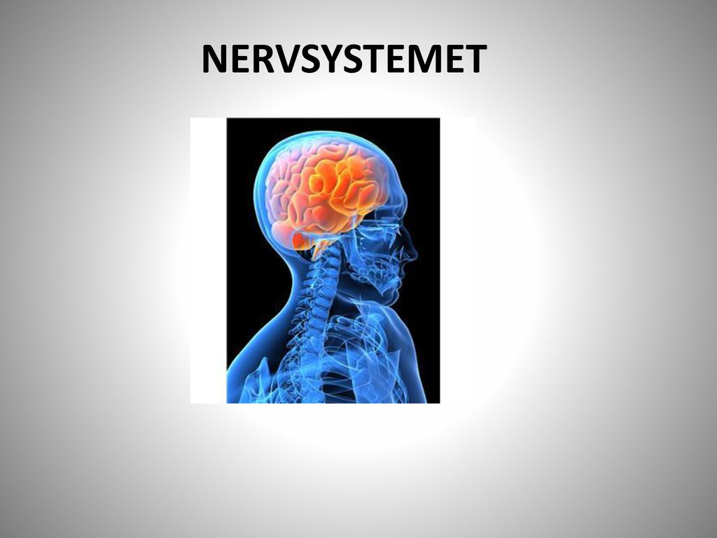 NERVSYSTEMET