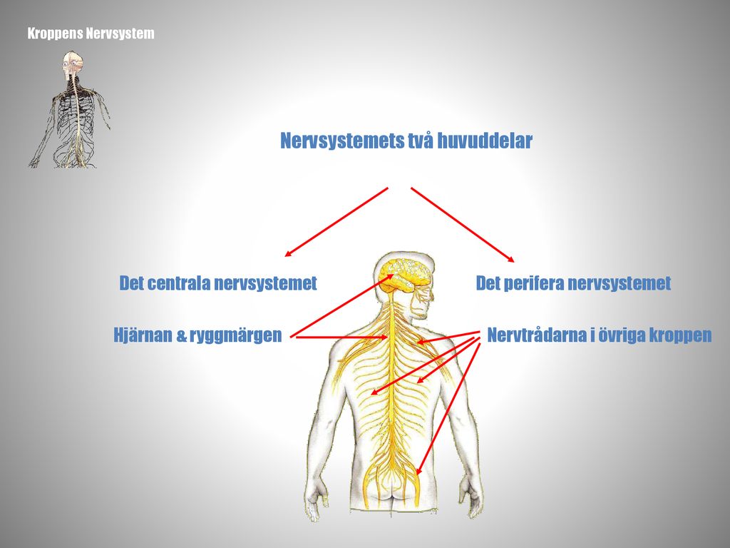 Nervsystemets två huvuddelar