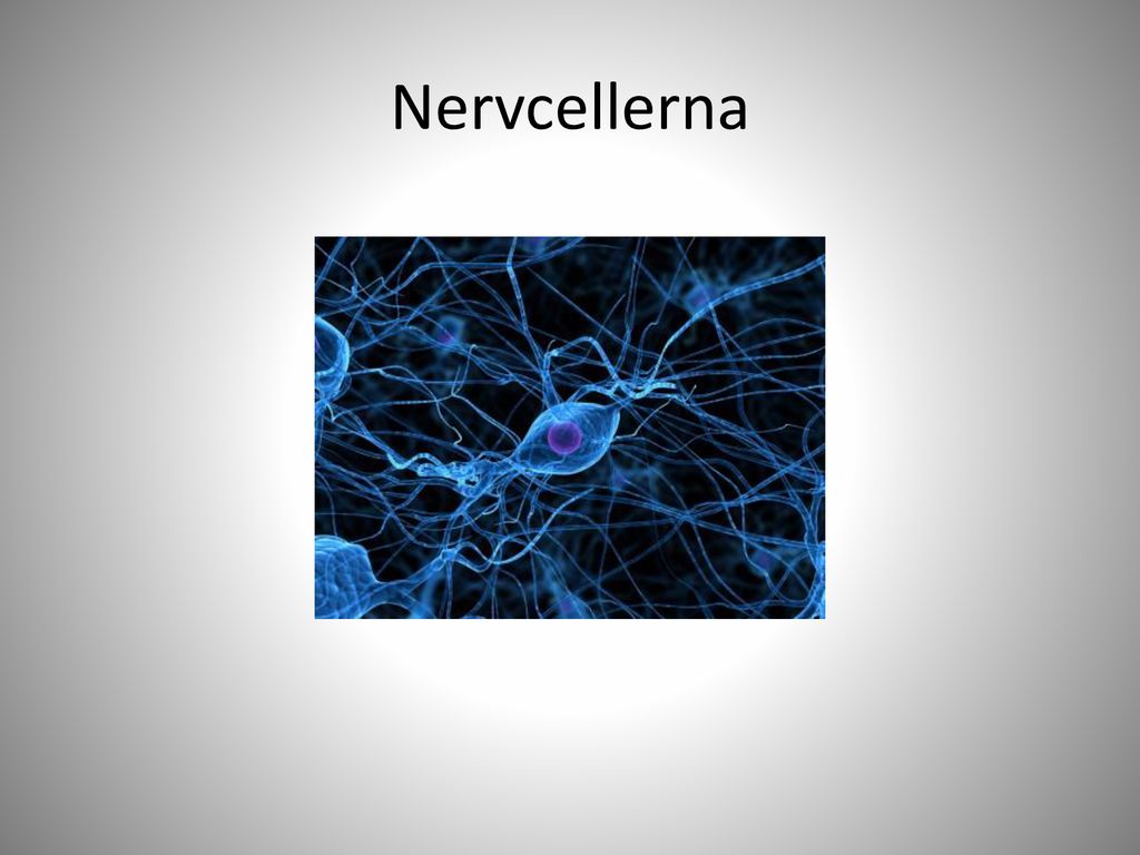 Nervcellerna