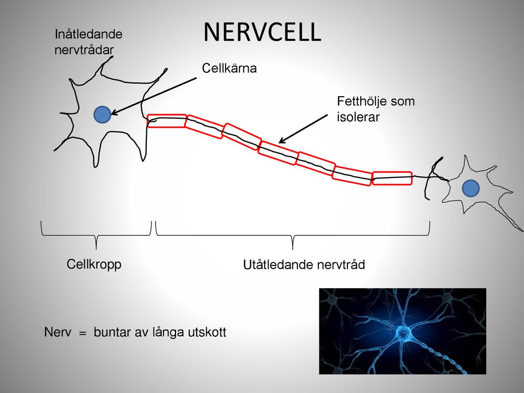 NERVCELL Inåtledande nervtrådar Cellkärna Fetthölje som isolerar vvvv