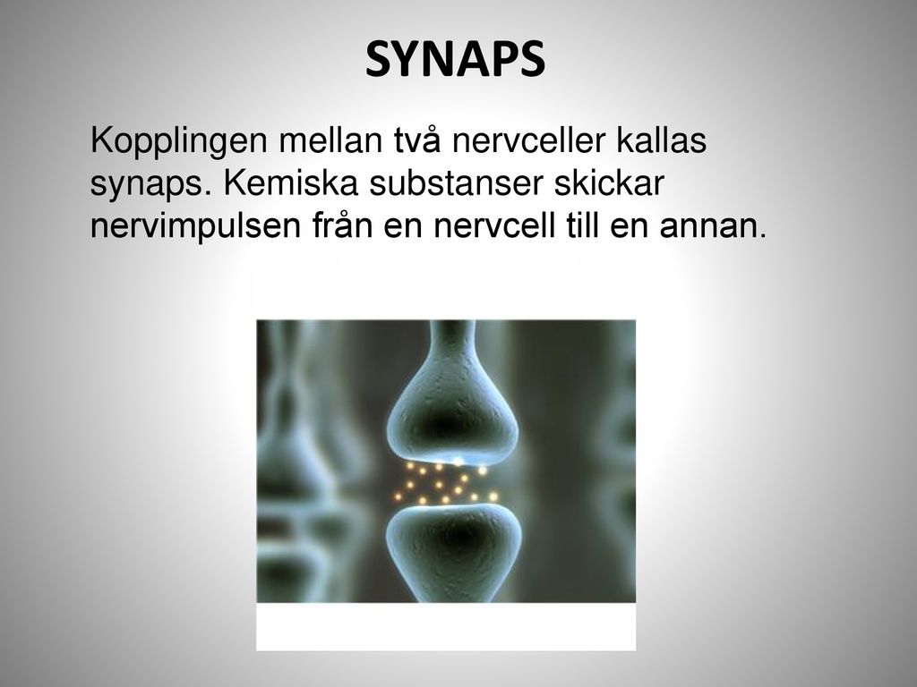 SYNAPS Kopplingen mellan två nervceller kallas synaps.