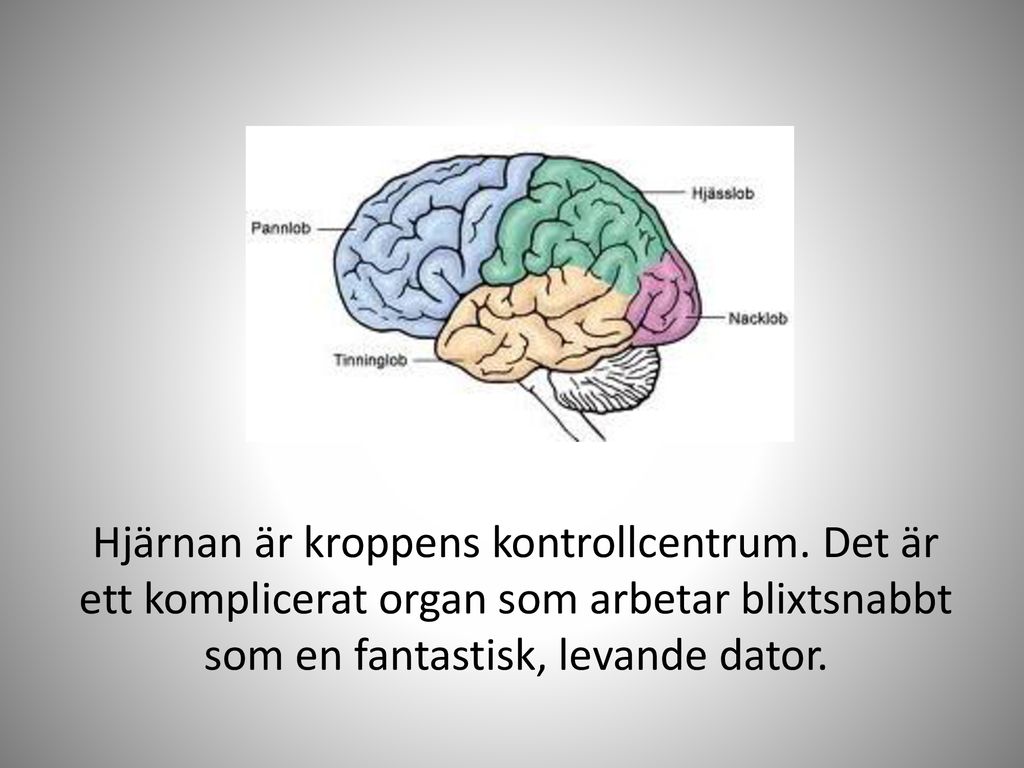 Hjärnan är kroppens kontrollcentrum