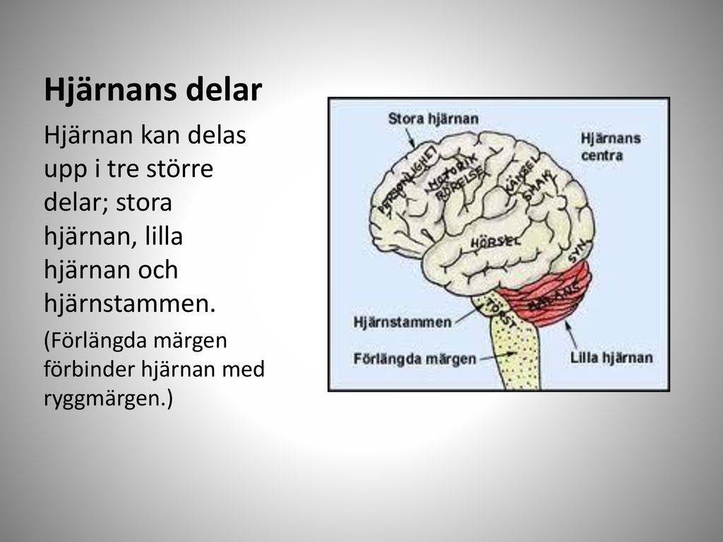 Hjärnans delar Hjärnan kan delas upp i tre större delar; stora hjärnan, lilla hjärnan och hjärnstammen.