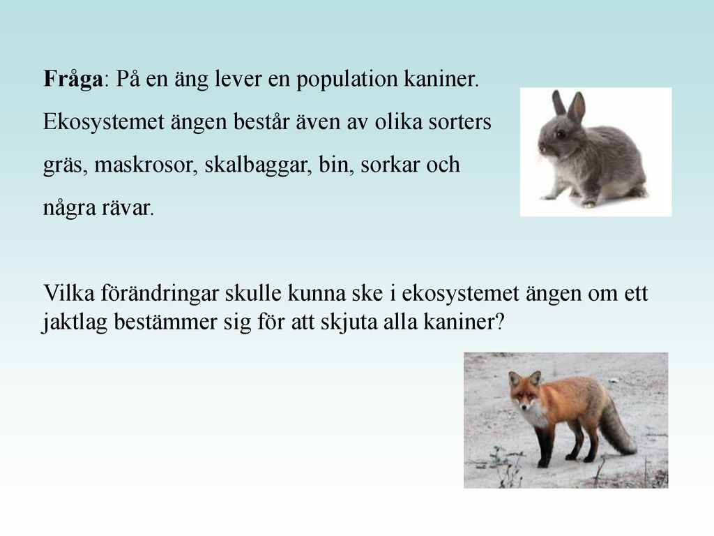 Fråga: På en äng lever en population kaniner.