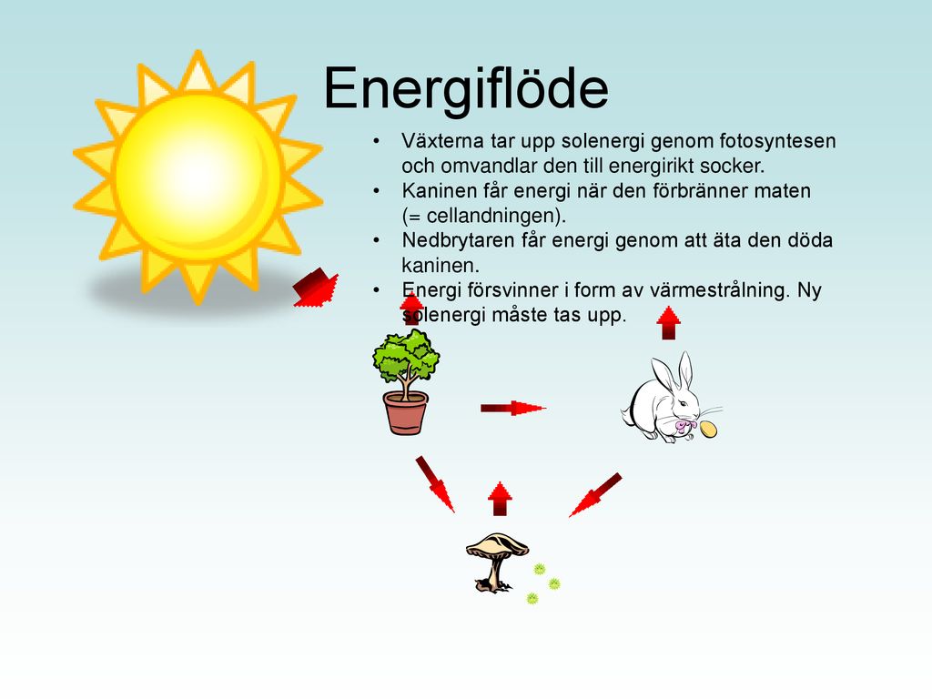 Energiflöde Växterna tar upp solenergi genom fotosyntesen och omvandlar den till energirikt socker.
