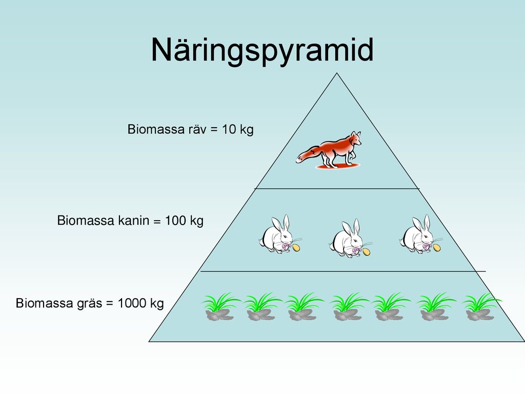 Näringspyramid Biomassa räv = 10 kg Biomassa kanin = 100 kg