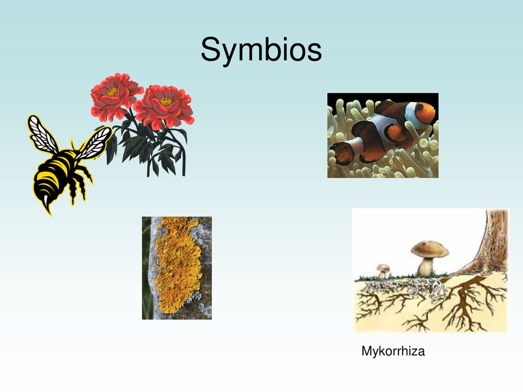 Symbios Mykorrhiza