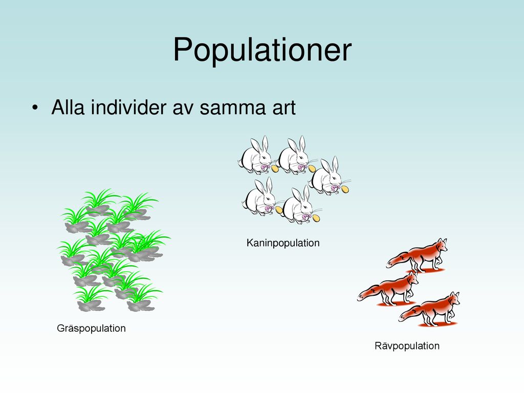 Populationer Alla individer av samma art Kaninpopulation