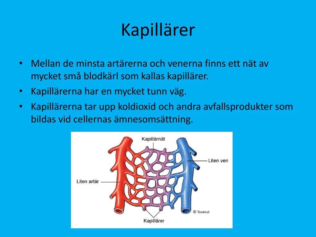 Kapillärer Mellan de minsta artärerna och venerna finns ett nät av mycket små blodkärl som kallas kapillärer.
