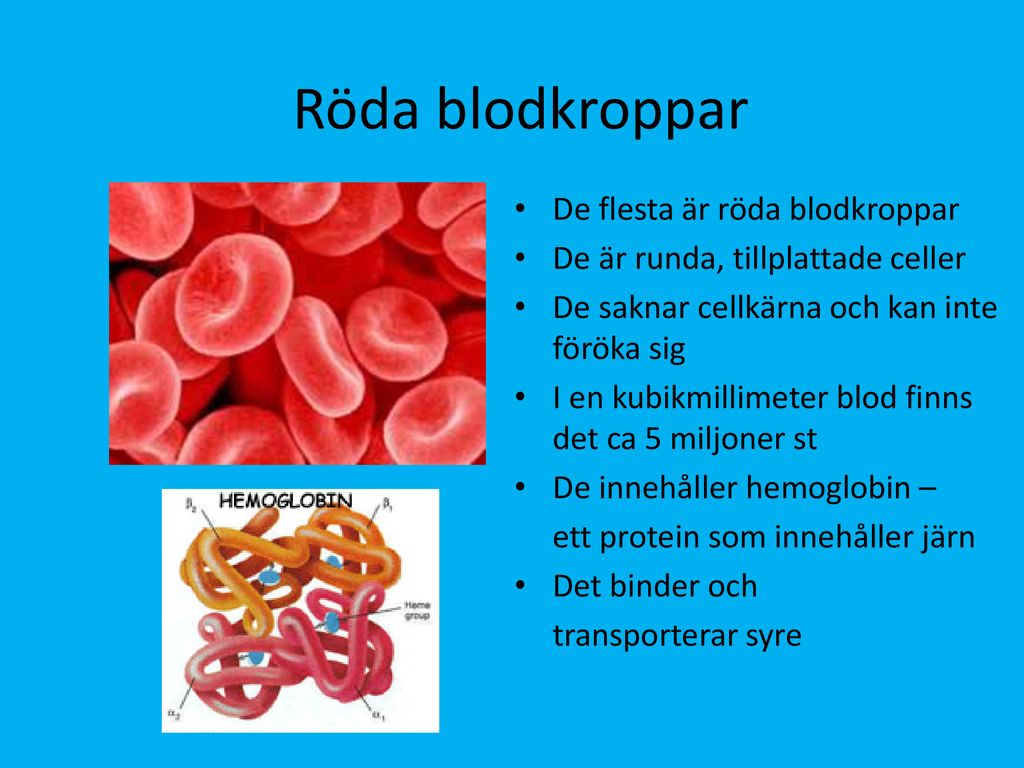 Röda blodkroppar De flesta är röda blodkroppar