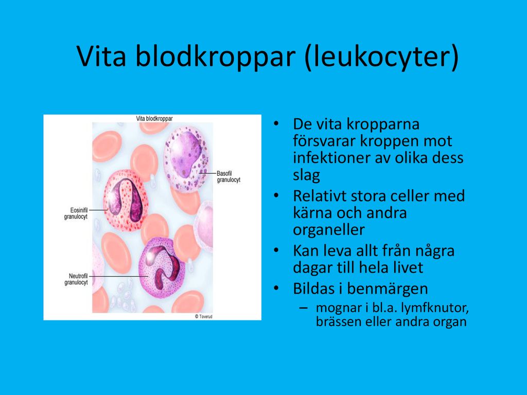 Vita blodkroppar (leukocyter)