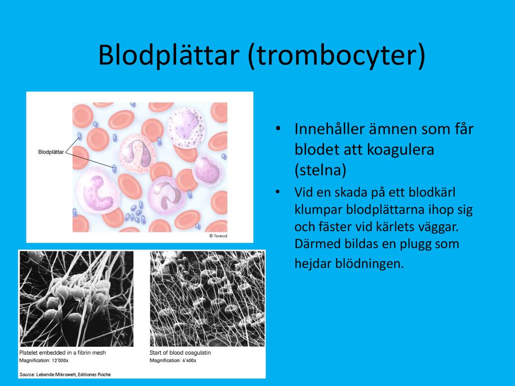 Blodplättar (trombocyter)