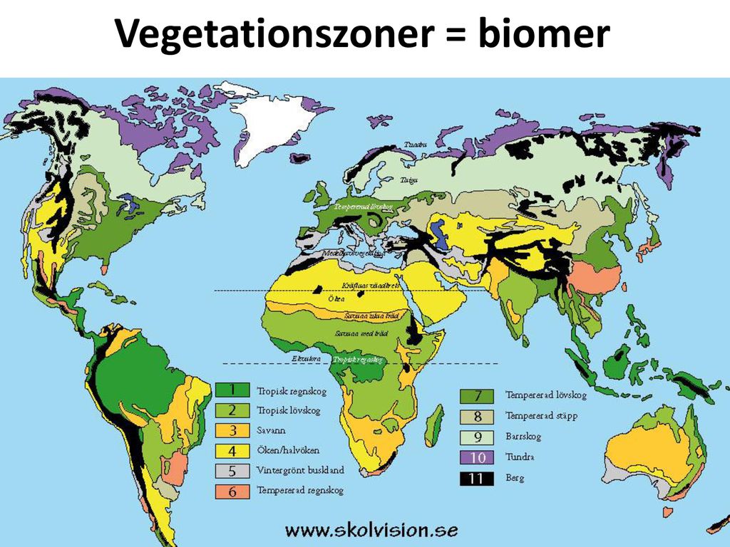 Vegetationszoner = biomer