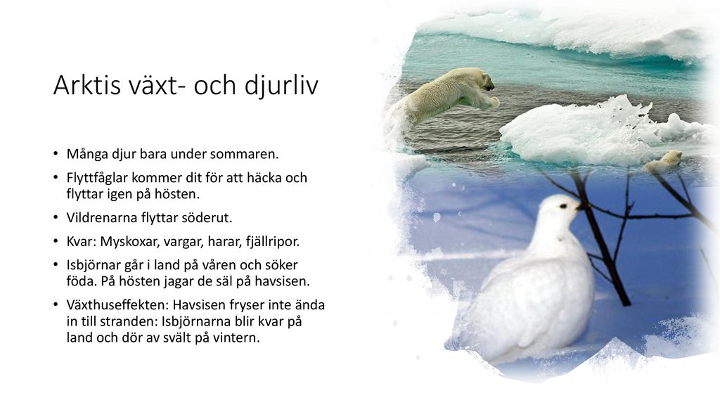 Arktis växt- och djurliv