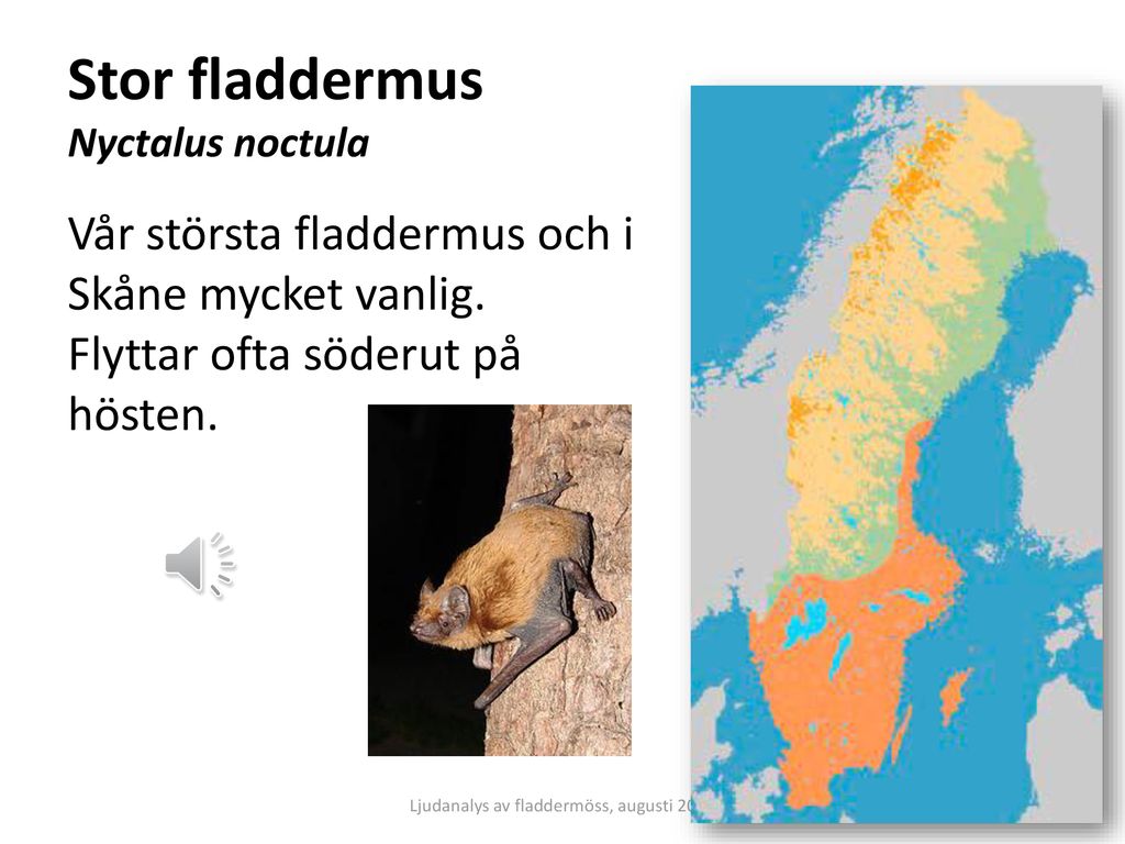 Stor fladdermus Nyctalus noctula