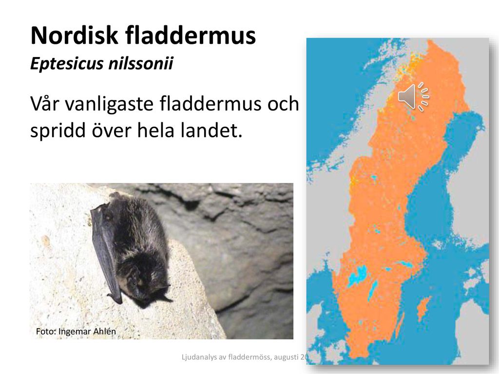 Nordisk fladdermus Eptesicus nilssonii