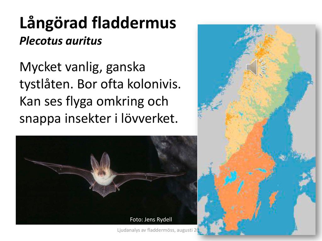 Långörad fladdermus Plecotus auritus