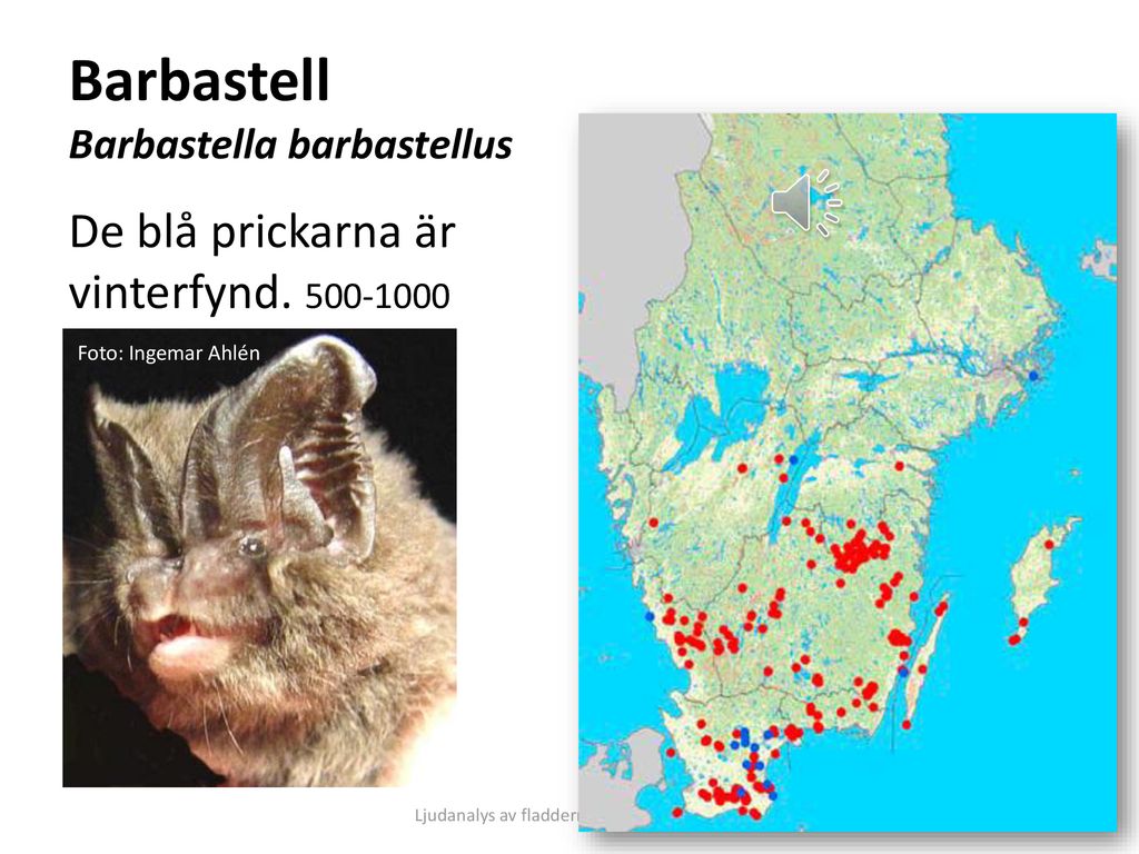 Barbastell Barbastella barbastellus