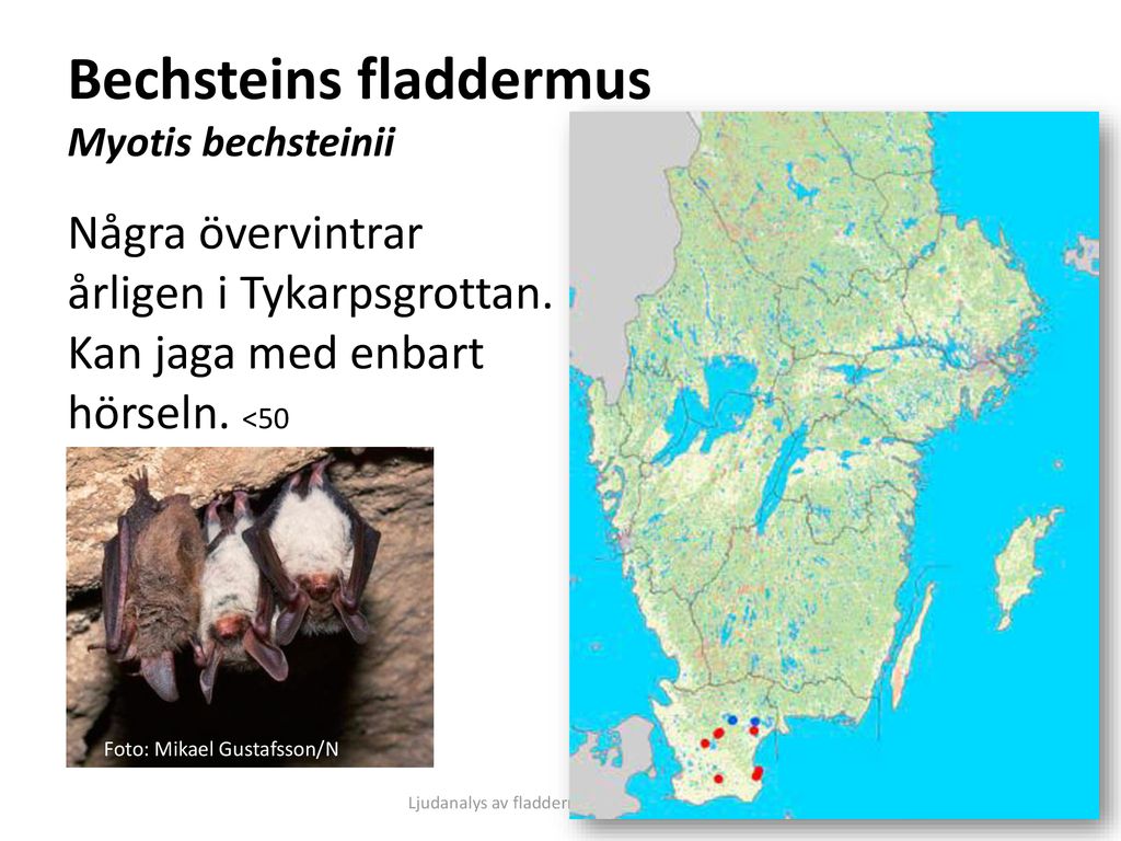 Bechsteins fladdermus Myotis bechsteinii