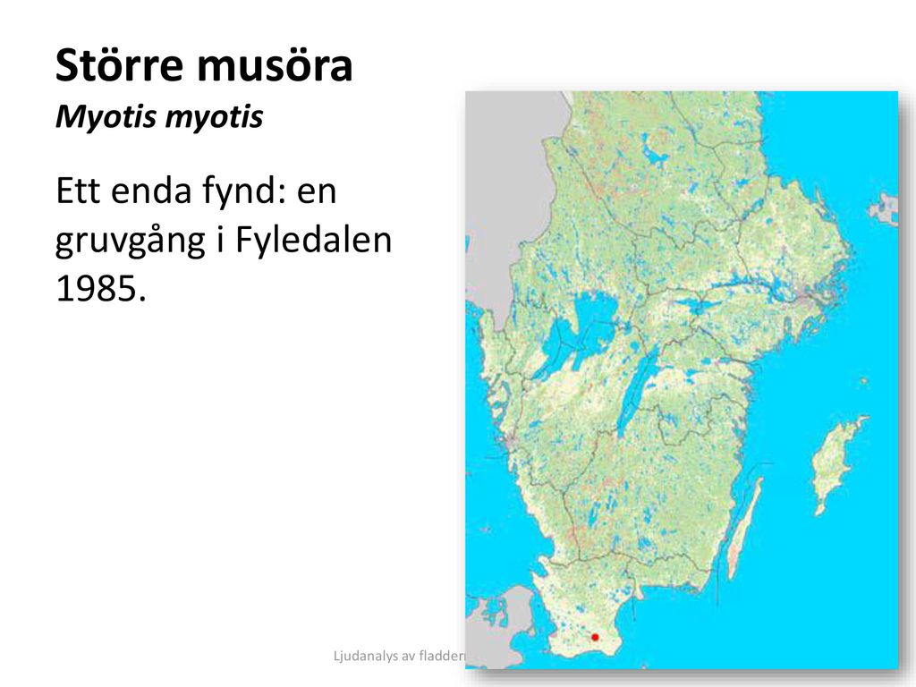 Större musöra Myotis myotis