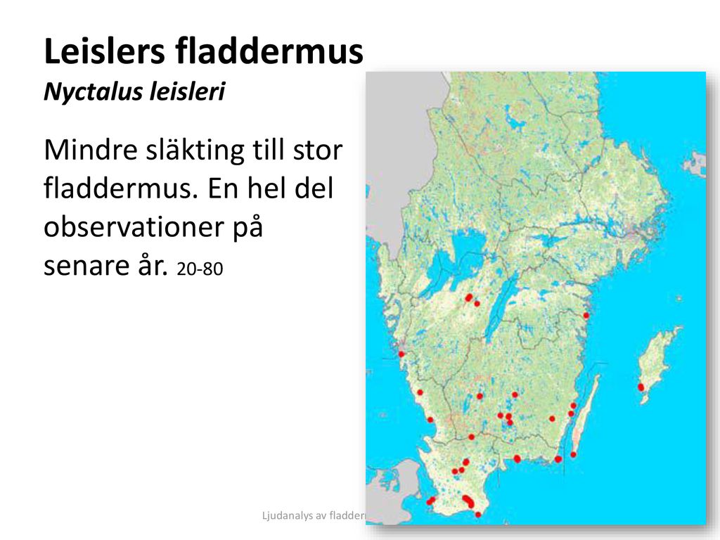 Leislers fladdermus Nyctalus leisleri