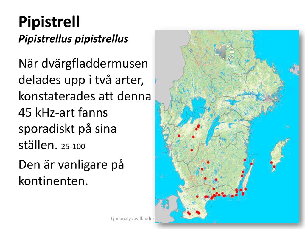 Pipistrell Pipistrellus pipistrellus