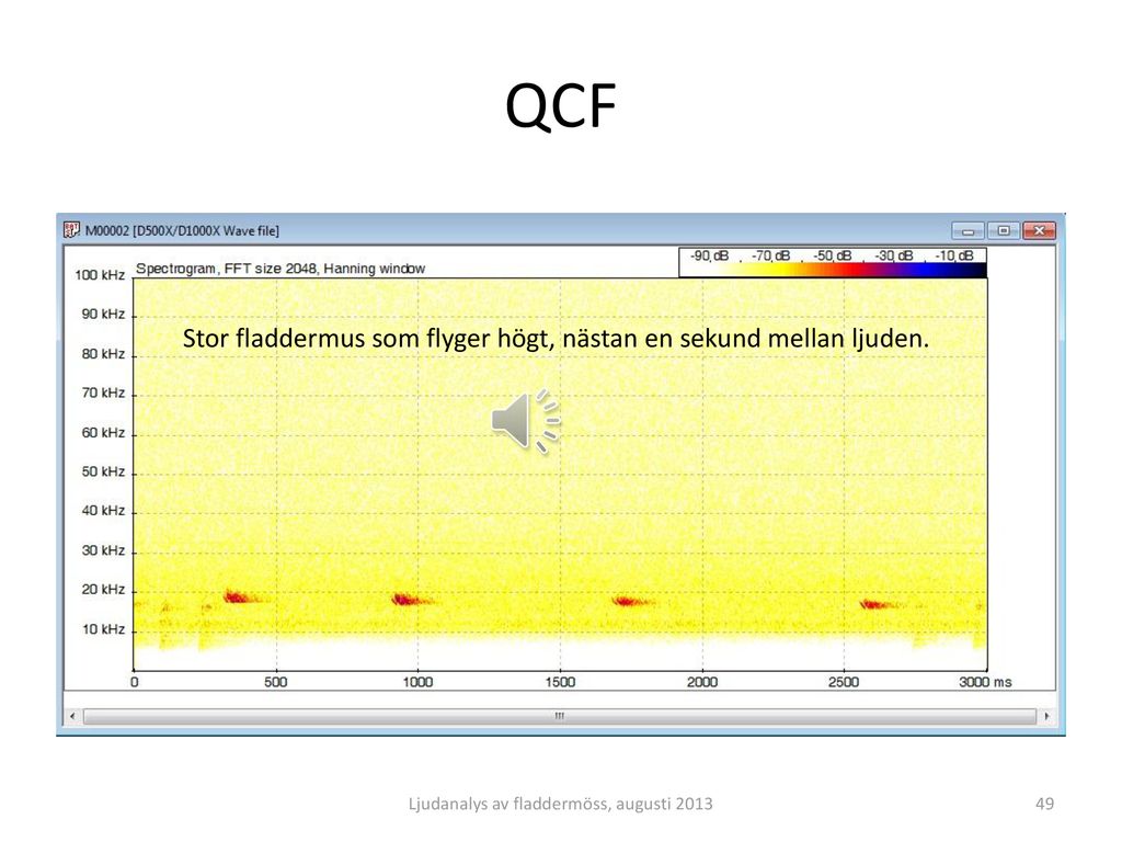 QCF Stor fladdermus som flyger högt, nästan en sekund mellan ljuden.