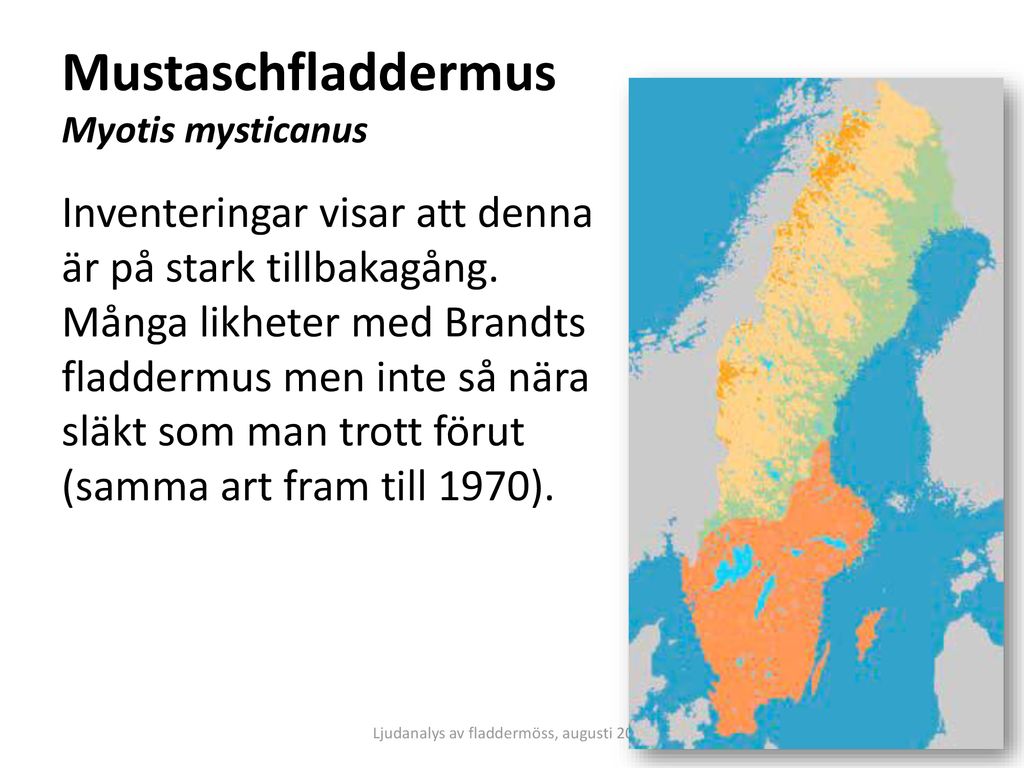 Mustaschfladdermus Myotis mysticanus