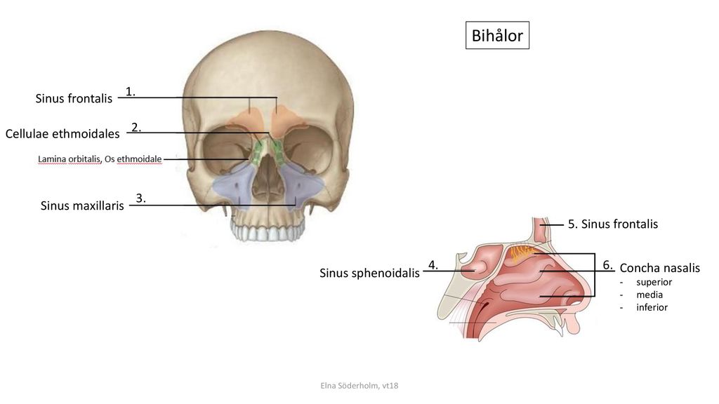 Bihålor 1. Sinus frontalis 2. Cellulae ethmoidales 3. Sinus maxillaris
