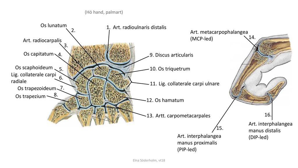 Art. radioulnaris distalis 2. Art. metacarpophalangea (MCP-led) 14.