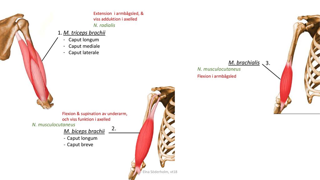 1. M. triceps brachii M. brachialis M. biceps brachii