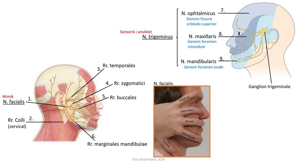 Rr. marginales mandibulae