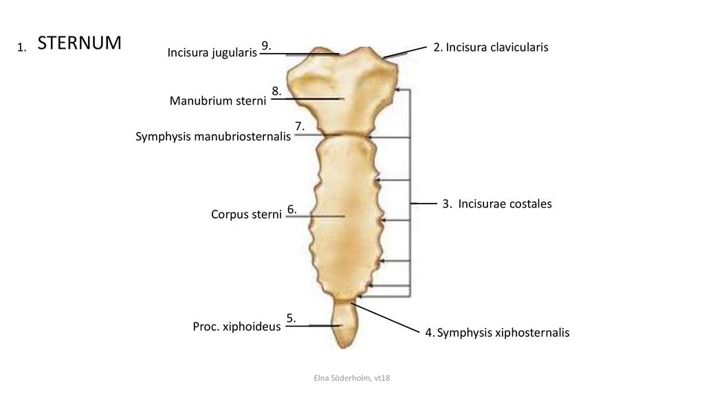 STERNUM Incisura clavicularis Incisura jugularis 8.