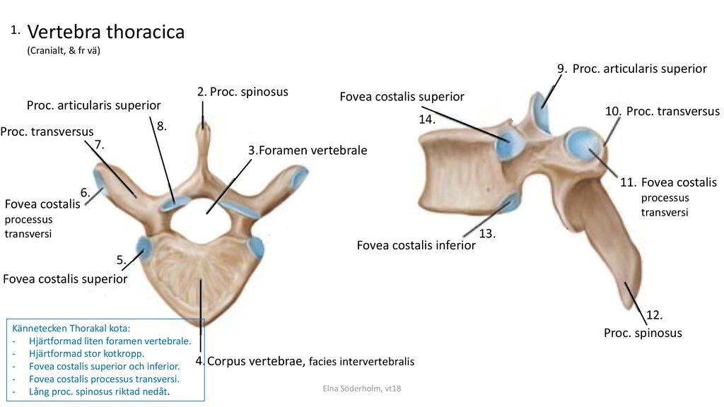 Vertebra thoracica Proc. articularis superior 2. Proc. spinosus
