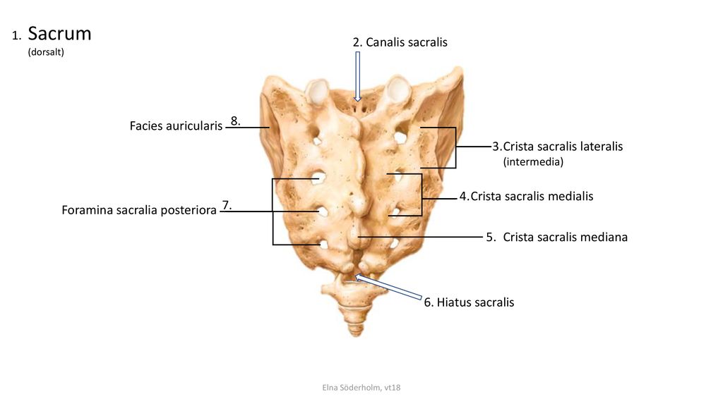 Sacrum Canalis sacralis 8. Facies auricularis 3.