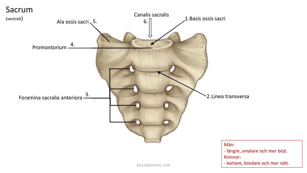 Sacrum Canalis sacralis 1. Basis ossis sacri Ala ossis sacri